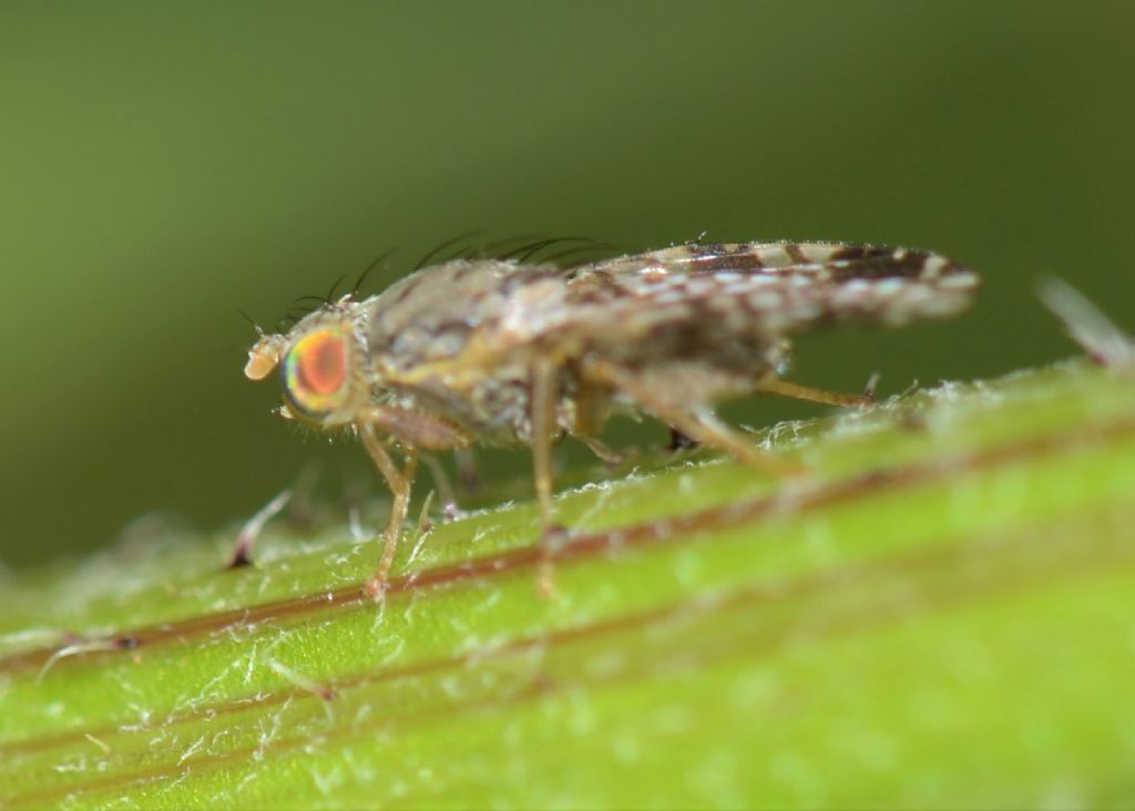 Diptera Sciomyzidae ?  No, Tephritidae: Tephritis sp.